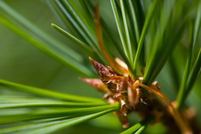 Pinus koraiensis - borovice korejská - pupen